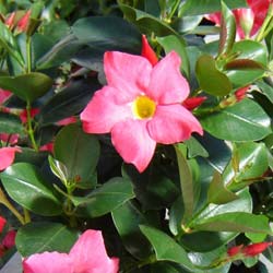 Dipladenia rose / Dipladenia Sanderi rosea